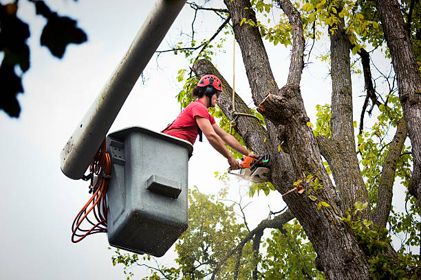 Best Hazardous Tree Removal  in Gretna, NE